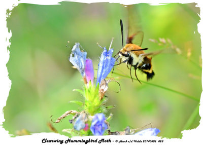 20140802 028 Clearwing Hummingbird Moth.jpg