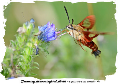 20140803 179 Clearwing Hummingbird Moth.jpg