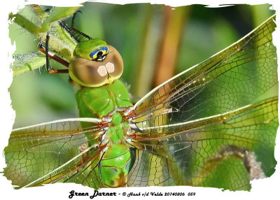 20140806 059 SERIES - Green Darner2.jpg