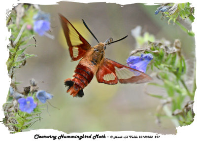 20140803 297 SERIES - Clearwing Hummingbird Moth.jpg