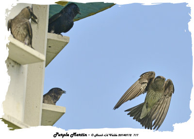 20140712 717 SERIES - Purple Martin.jpg