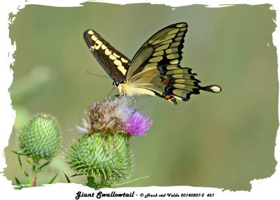 20140807 - 2 451 Giant Swallowtail.jpg