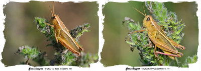20140807-1 182,  20140807-2 174 SERIES - Grasshopper and B-t Darner .jpg
