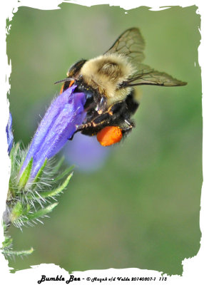 20140807 - 1 113 SERIES -  Bumble Bee.jpg