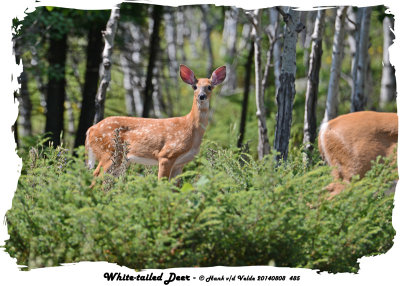 20140808 485 White-tailed Deer.jpg