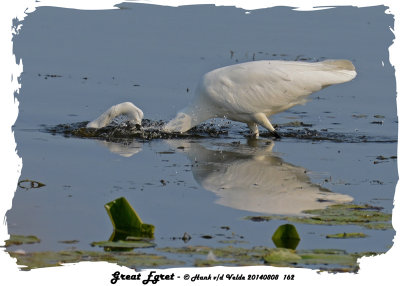 20140808 162  SERIES - Great Egret and Longnose Gar.jpg