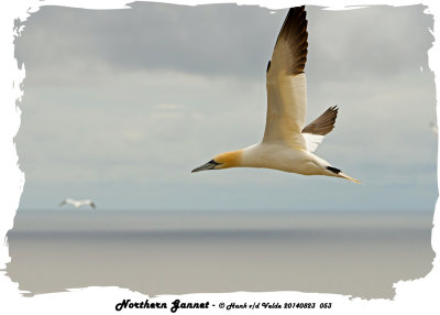 20140823 053 SERIES - Northern Gannet.jpg