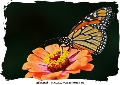 20140904-2 171 Monarch.jpg