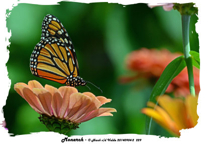 20140904-2 229 Monarch.jpg