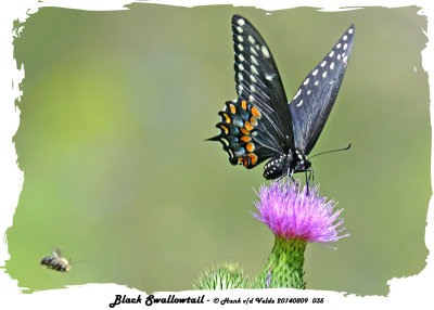 20140809 035 Black Swallowtail.jpg