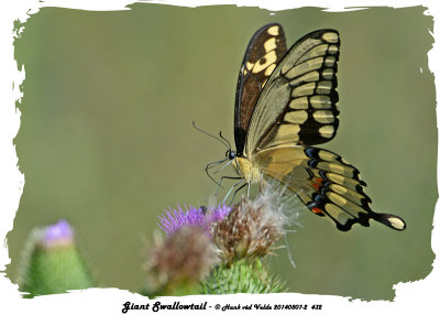 20140807 - 2 432 Giant Swallowtail.jpg