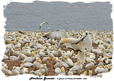 20140822 1325 Northern Gannets.jpg