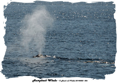 20140822 026 SERIES - Humpback Whale.jpg