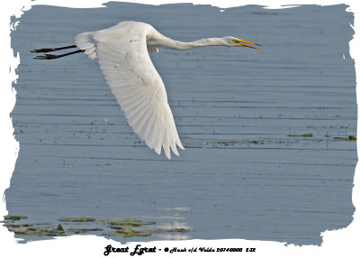 20140808 232 Great Egret.jpg