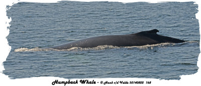 20140822 168 SERIES - Humpback Whale  xxx.jpg