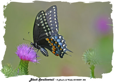 20140809 006 Black Swallowtail.jpg