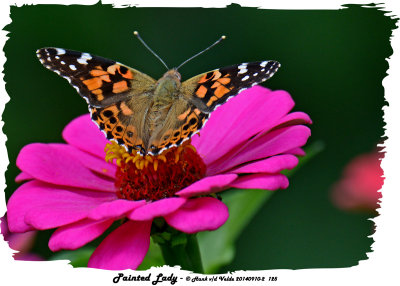 20140910-2 125 Painted Lady.jpg