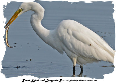 20140808 187 Great Egret  and Longnose Gar.jpg