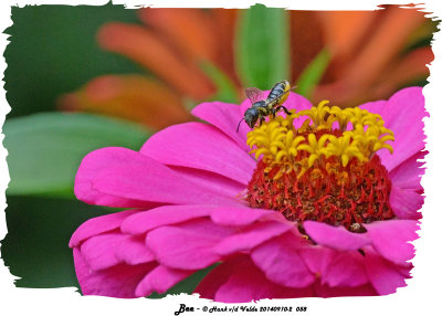 20140910-2 058 Leaf Cutter Bee.jpg