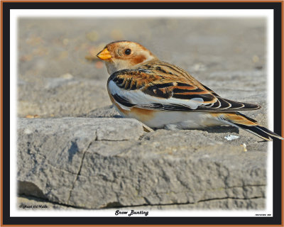 20141024 202 Snow Bunting.jpg