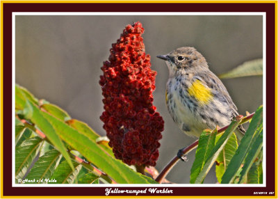 20140918 057 Yellow-rumped Warbler.jpg