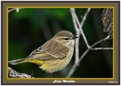 20140918 157 Palm Warbler.jpg