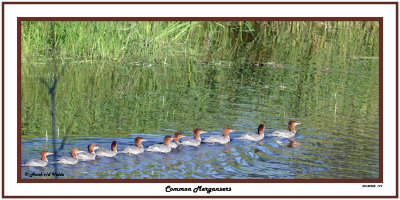 20140908 179 Common Mergansers.jpg