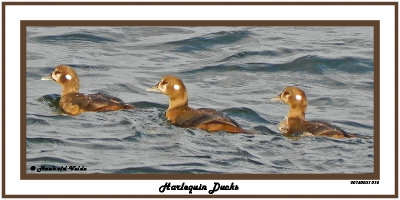 20140831 014 Harlequin Ducks.jpg