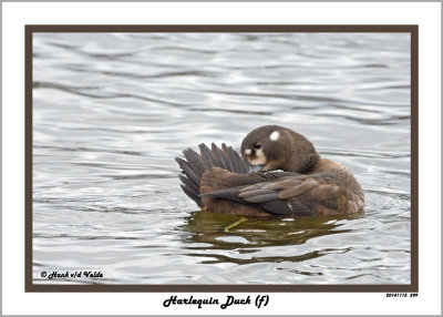 20141113 299 Harlequin Duck (f).jpg
