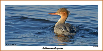 20141111 075 Red-breasted Merganser.jpg