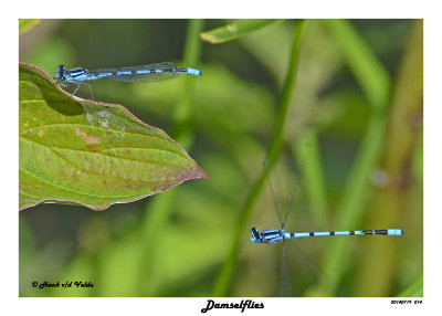 20140719 014 SERIES - Damselflies.jpg