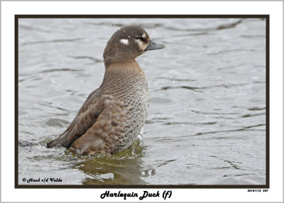 20141113 259 Harlequin Duck (f).jpg