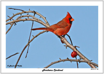 20141119 160 Northern Cardinal.jpg