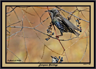 20141119 024 European Starlings.jpg