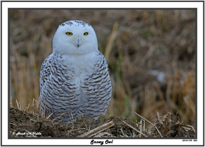 20141129 220 Snowy Owl.jpg
