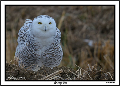 20141129 223 Snowy Owl.jpg