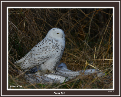20141201 273 Snowy Owl.jpg