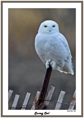20141129 374 Snowy Owl.jpg