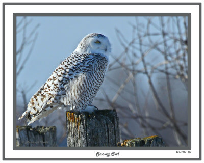 20141204 056 Snowy Owl.jpg