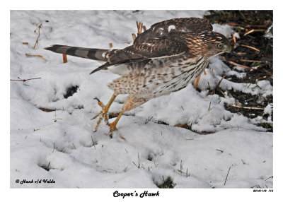 20141118 115 Cooper’s Hawk.jpg