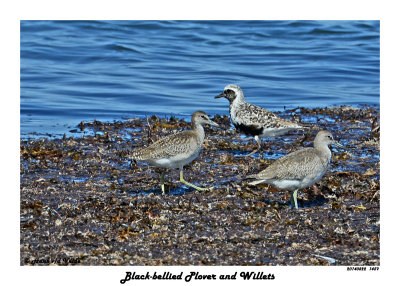 20140822 1459 Black-bellied Plover and Willets.jpg
