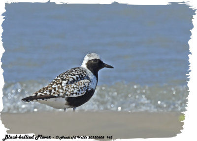 20130605 143 Black-bellied Plover.jpg