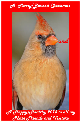 20100202 535 Northern Cardinal (F).jpg