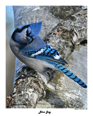 20141229 600 Blue Jay.jpg
