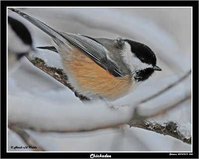 20141219 266 SERIES Chickadee.jpg