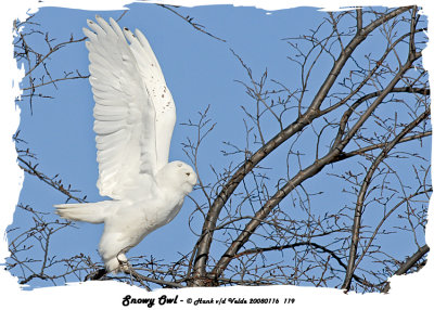 20080116 119 Snowy Owl1 .jpg