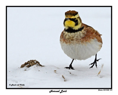 20141222 510 Horned Lark.jpg