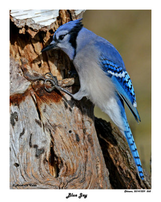 20141229 560 Blue Jay 1r1.jpg