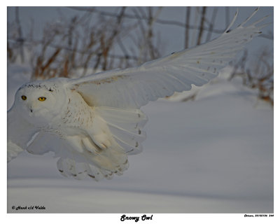 20150106 244 Snowy Owl.jpg