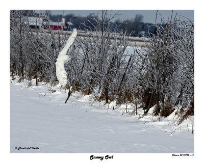 20150106 113 Snowy Owl.jpg